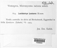 Lasiobotrys lonicerae image